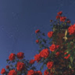 Meet your Posher, Isabelle’s